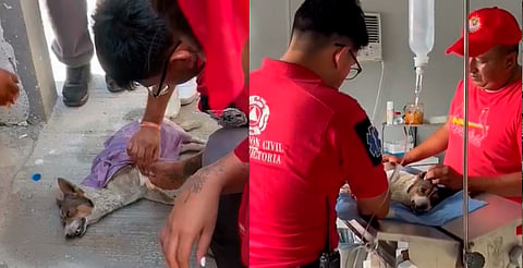 Perrito pide ayuda al sufrir golpe de calor; elementos de PC lo auxilian [VIDEO]