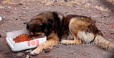 Un total de 210 rescates de animales en situación de maltrato ha rescatado CAA