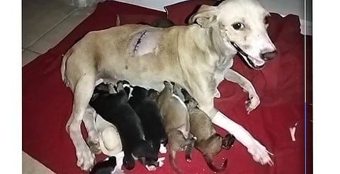 LC: creían que estaba muerta, pero sobrevivió; perrita y crías se recuperan