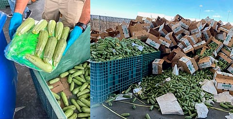 Decomisan 5 toneladas de metanfetamina ocultos en calabacitas