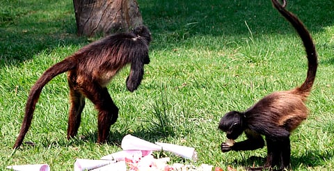 Zoo de Morelia refresca a monos araña con helados por onda de calor