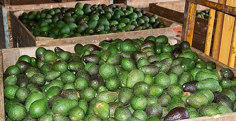 Con estricto protocolo de seguridad, reinicio de inspecciones para la exportación de aguacate