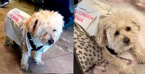 Daisy, la perrita “Funcionaria de Casilla” que robó corazones en redes