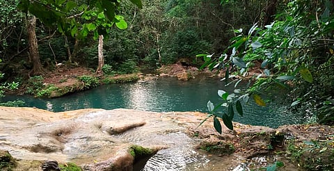 Michoacán protege más de 31 mil hectáreas de bosques tropicales secos