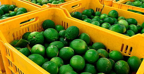 Avanza en Michoacán el Plan de Manejo Agroecológico del Limón