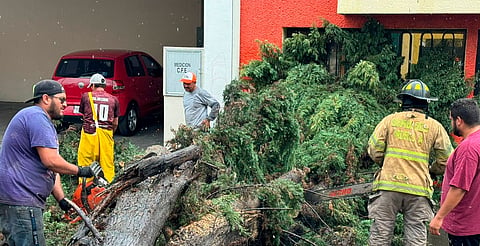 Atienden caída de árbol en la calle Manuel Tolsa
