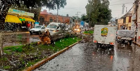 Van 13 árboles colapsados por lluvias en Morelia