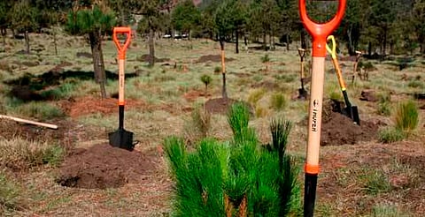 Será la campaña de reforestación más grande en Michoacán