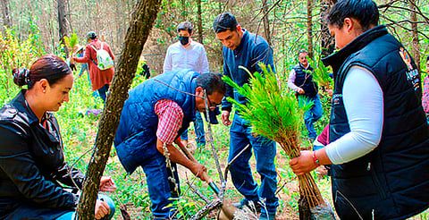 Para reforestación, hay más de 2 millones de plantas: Carlos Torres Piña 