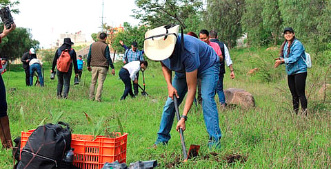 Más de 300 voluntarios reforestan la zona protegida Cerritos del Quinceo