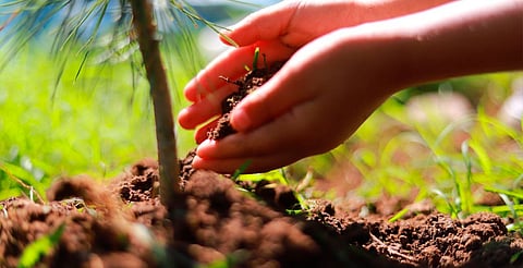 Concluyen cursos “Morelia Verano Creativo” con reforestación masiva