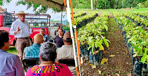 Sader apuesta a extender el cultivo de cacao en Michoacán