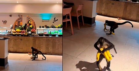 Monos roban plátanos en buffet de un hotel en la Rivera Maya [VIDEO]