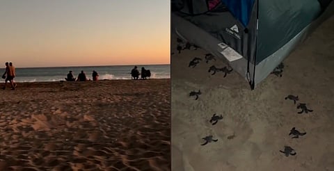 Jóvenes acampan en playa de Michoacán y son sorprendidas por crías de tortuga [VIDEO] 
