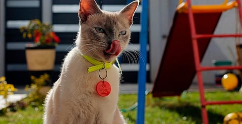 Mantiene SSM activas jornadas de esterilización canina y felina; en Morelia hay tres módulos fijos