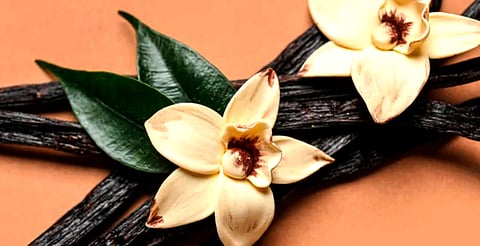 Su cultivo se concentra en Veracruz, Puebla, Oaxaca y San Luis Potosí, y  cuenta con la denominación de origen “Vainilla de Papantla”, que gracias a su calidad y su singular sabor ha posicionado este producto a nivel internacional