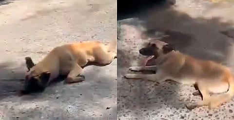 Mujer arrastra a perrito con su camioneta en Jalisco [VIDEO]