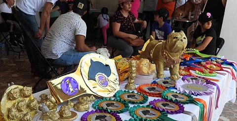 Habrá concurso de perritos en Morelia; será para ayudar a indigentes 