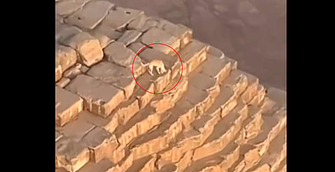 VIRAL: ¿Anubis? perrito sube a la cima de la gran pirámide de Guiza [Video]