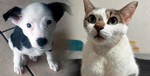 ¡Cambia la vida a un peludo! Habrá Feria de Adopción este sábado, en Morelia