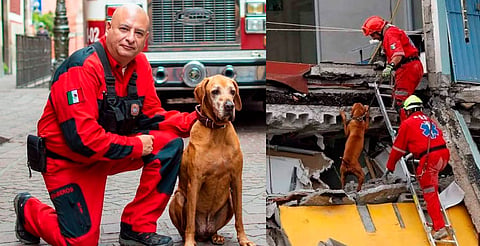 Muere Titán, perrito rescatista que salvó a decenas dentro y fuera de México