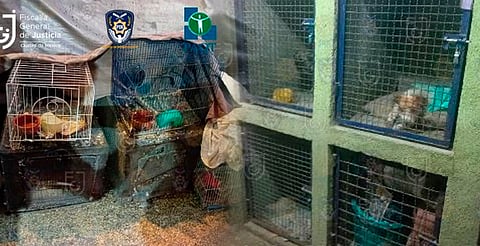 Rescatan 24 perritos y 29 palomas de un supuesto refugio para animales