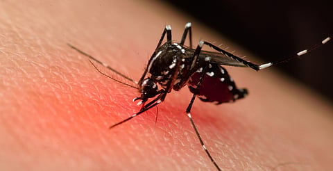 Michoacán registra 29 defunciones por dengue en lo que va de 2024