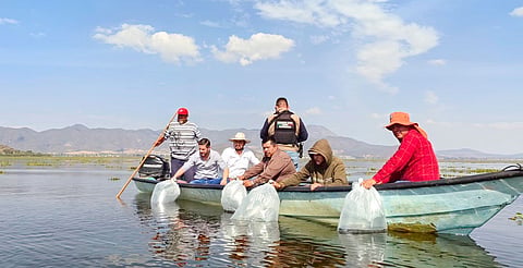 Compesca siembra 100 mil crías de tilapia en el lago de Cuitzeo 