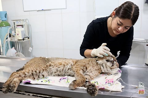El 5 de mayo de 2024 Zoo de Morelia recibió un lince rojo rescatado por la Profepa 