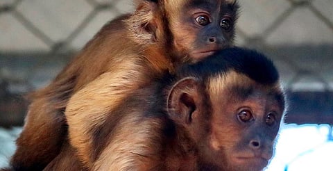 Monos, la especie silvestre que más se comercializa en Día de Reyes