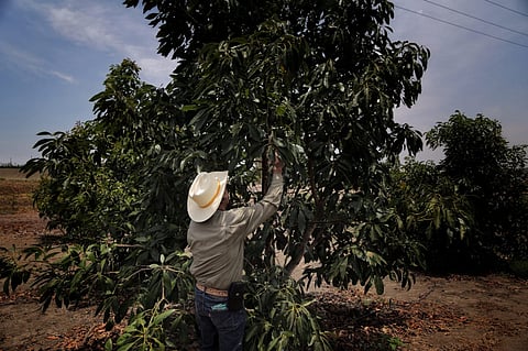 Hay una resistencia del sector aguacatero para formalizar a sus trabajadores, señala gobernador 