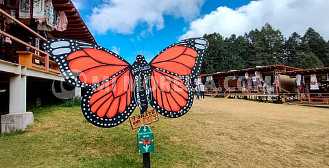 Celebran 50 aniversario del descubrimiento de los Santuarios de la Mariposa Monarca en Michoacán 