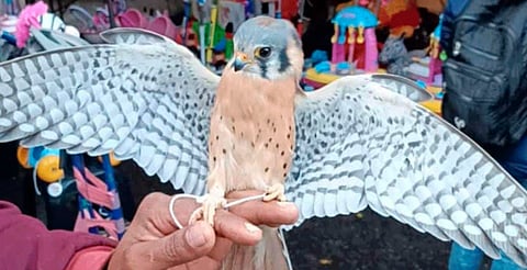 Resguardan seis aves durante operativo de venta ilegal de animales en Morelia