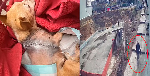 Sujeto golpea con un machete a perrita chihuahua en Edomex [VIDEO]