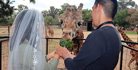 Con jirafas como testigos, podrás casarte este 14 de febrero en el zoo de Morelia