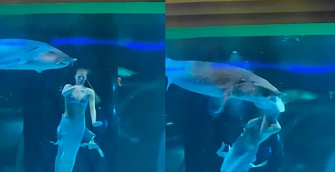 Pez gigante ataca a "sirena" mientras ofrecía un show en acuario [VIDEO] 