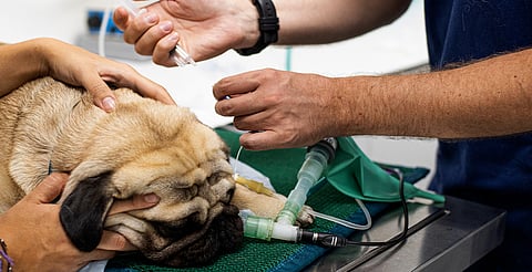 ¡Atención veterinarios! Alertan por venta de fármacos falsos para animales