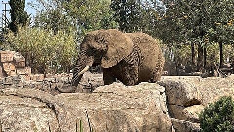 Ely, elefanta rescatada de circo, no sufre maltrato; se queda en zoo de CDMX, determinan