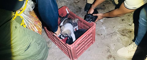 Aseguran cinco perritos en condiciones de maltrato animal