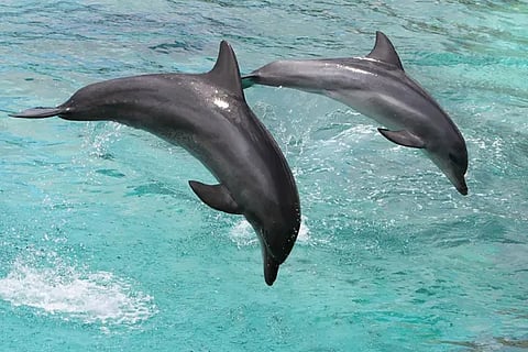 Profepa suspende actividades en delfinario de Hotel Barceló Riviera Maya