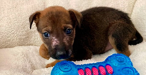 Un peludo especial te espera en la Feria de Adopción Interestelar este sábado en Morelia 