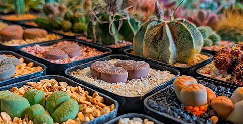 Vuelve el Festival Cultural de las Cactáceas a Morelia 
