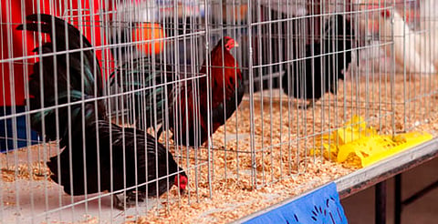 Cherán prohíbe oficialmente las peleas de gallos  