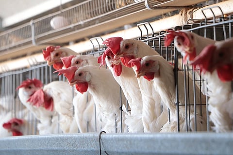 Detectan primer caso humano de influenza aviar A (H5N1) en México; paciente, grave