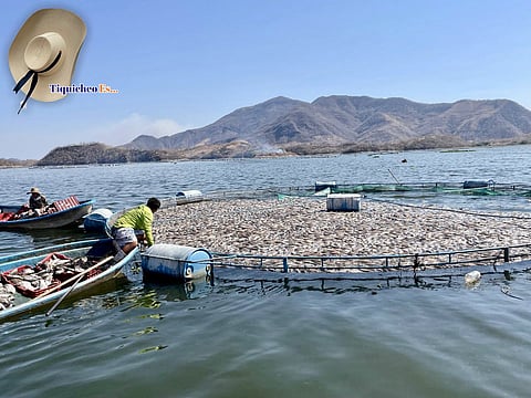 Mueren 200 toneladas de tilapia por frente frío en Tiquicheo, Michoacán, reportan 