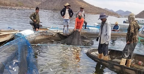 Explica Compesca qué pasó tras muerte de toneladas de tilapia en Tiquicheo 