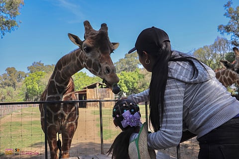 Suspenden actividad ‘Contando Manchas’ en el Zoológico de Morelia