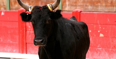 Veto a corridas de toros en Michoacán ya fue aprobado, pero no ha entrado en vigor