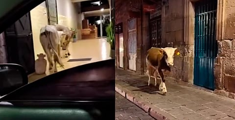 Morelia mágica: vacas se pasean por el Centro Histórico [Video]
