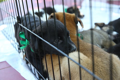 Implementan coordinación entre autoridades para frenar venta de animales en mercados